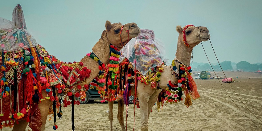 Pushkar Camel Fair showcases camel trading, folk dances, music, and spirituality