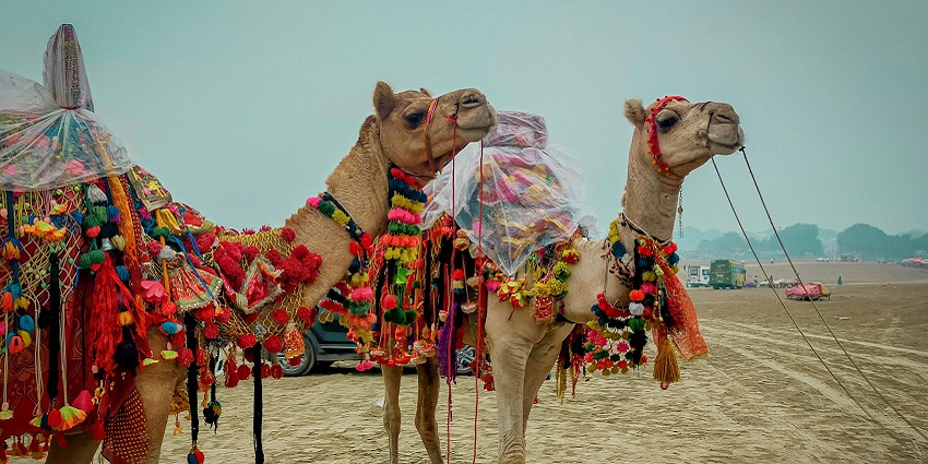 Pushkar music festival blends Rajasthani folk with contemporary sounds at Camel Fair.