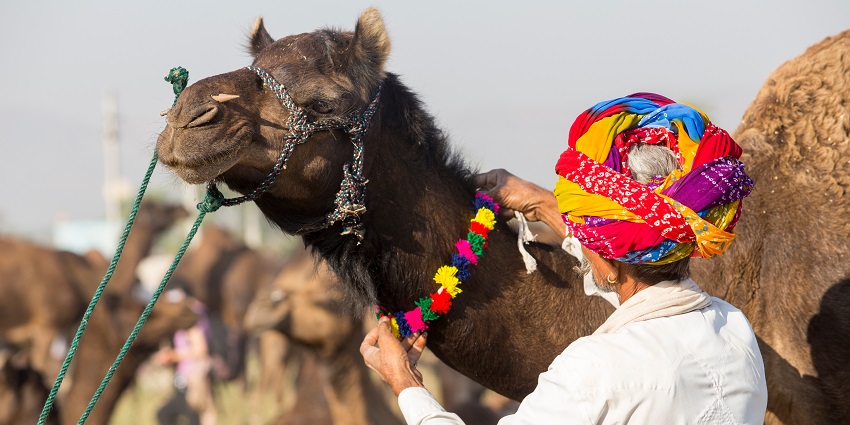 Image of Pushkar Camel Fair: vibrant camel trading, races, culture, and cuisine
