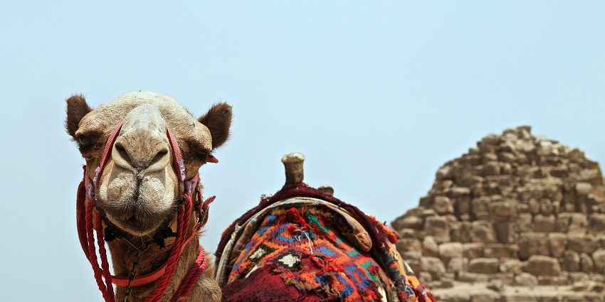 Local villagers arriving at the vibrant Pushkar Camel Fair, an annual cultural event.