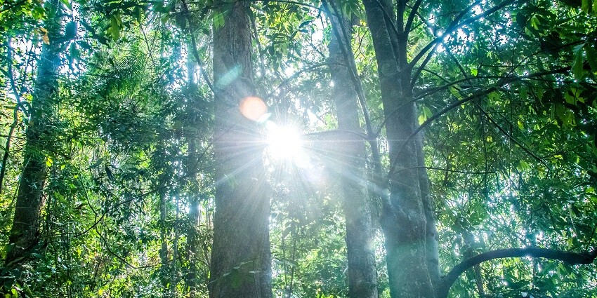 Sunlight filters through the lush canopy of a tropical forest.