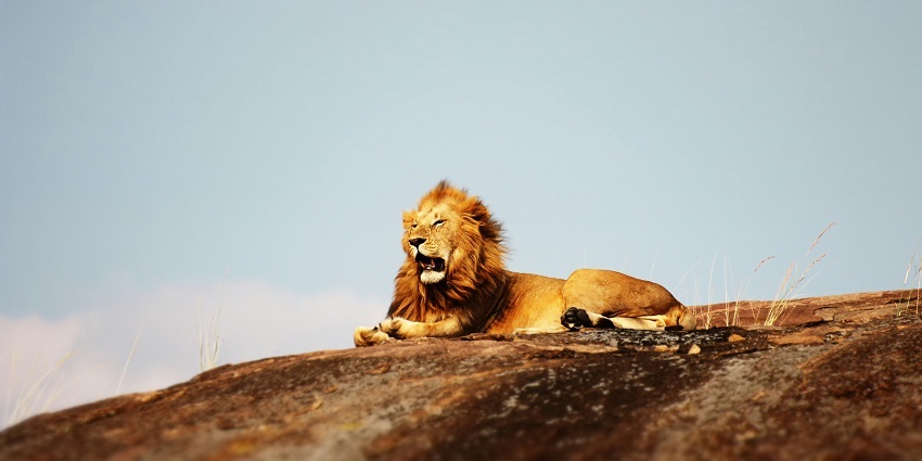 Pushpagiri, an ecological haven, is among the best wildlife sanctuaries near Mysore.