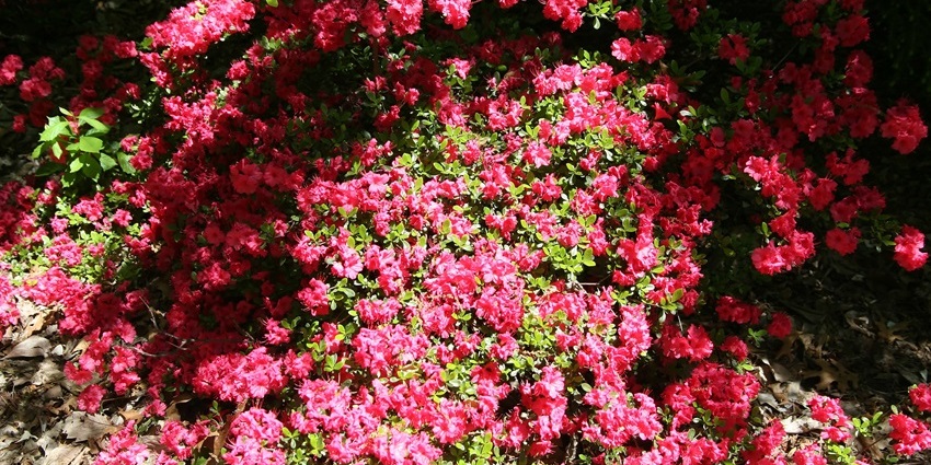 A picture of a beautiful garden in Andhra Pradesh with a blossom of flowers all around