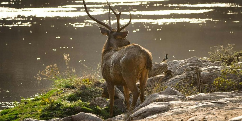 A deer with antlers standing near a river, surrounded by the Raj Bagh Ruins lush greenery.