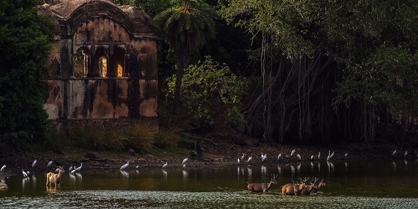 Ruins of a hunting lodge in Ranthambore Park overlooking a vibrant lake with wildlife