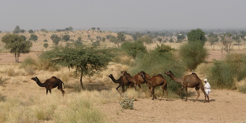 RTDC Safari offers guided wildlife tours in Ranthambore’s ecosystem in Rajasthan