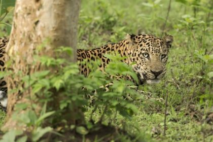 Rajiv Gandhi National Park is a haven for all wildlife enthusiasts to explore