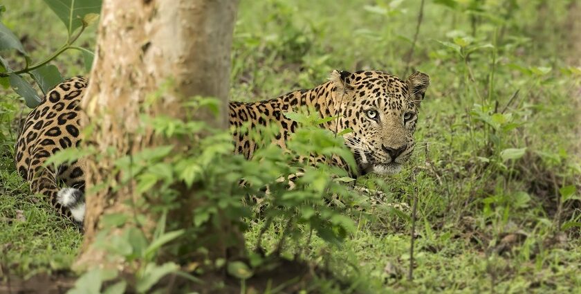 Rajiv Gandhi National Park is a haven for all wildlife enthusiasts to explore