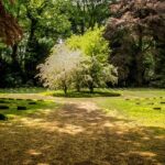 Snap of the beautiful green lush garden surrounded by the idyllic lush trees a perfect picnic spot in Rajkot