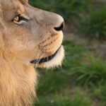 A breathtaking view of an Asiatic lion in a lush green forest during the daytime.