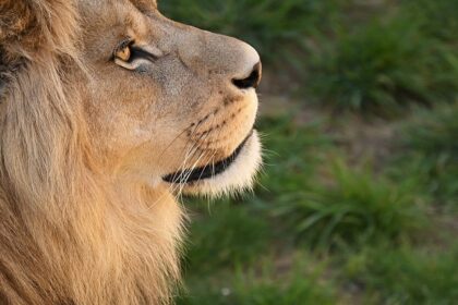 A breathtaking view of an Asiatic lion in a lush green forest during the daytime.