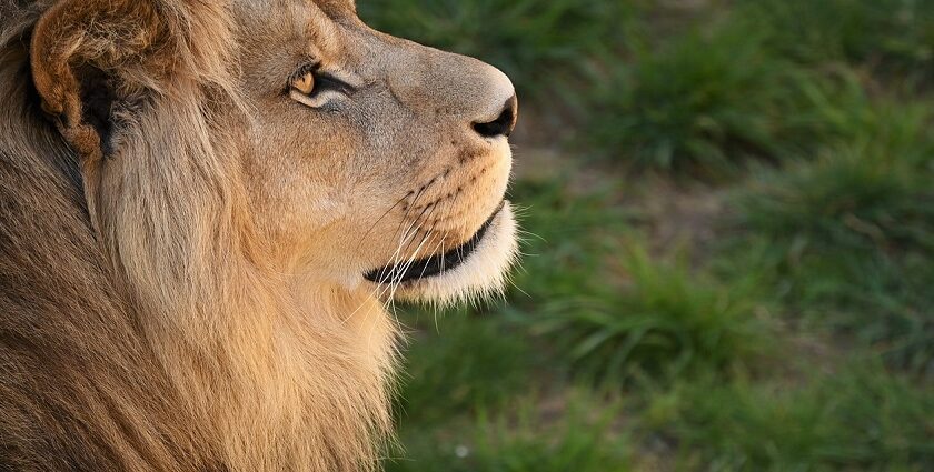 A breathtaking view of an Asiatic lion in a lush green forest during the daytime.