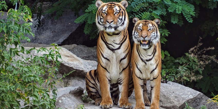 An image of Ralamandal Wildlife Sanctuary near Mayank Blue Water Park is ideal for nature lovers.