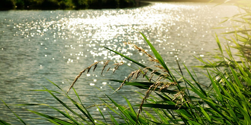 A picture of shallow water flowing with bushy grasses on its edge reminiscent of RamKund