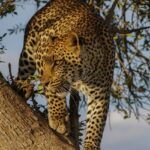 An image showing a leopard resting at Ramgarh Vishdhari Wildlife Sanctuary