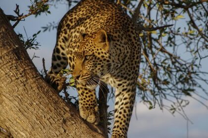 An image showing a leopard resting at Ramgarh Vishdhari Wildlife Sanctuary