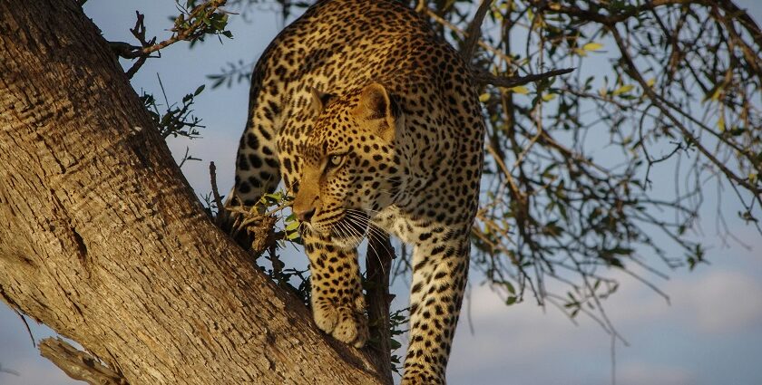 An image showing a leopard resting at Ramgarh Vishdhari Wildlife Sanctuary