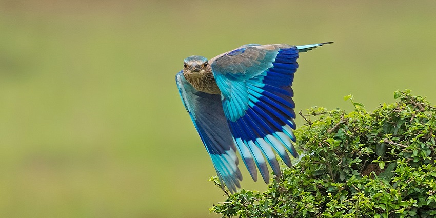 Flight of an Indian Roller in Rampara Wildlife Sanctuary, the best place near Rajkot Zoo.