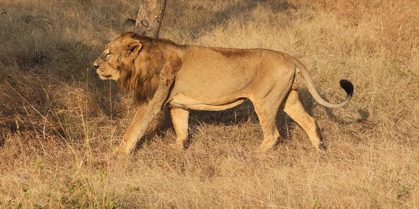Beautiful image of the rare Gir lion roaming in its territory and its natural wildlife habitat