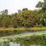 Scenic view of Ramsagar Wildlife Sanctuary, showcasing its lush landscapes and wildlife.