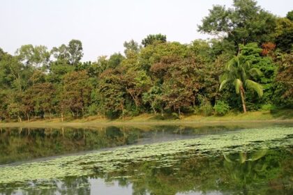 Scenic view of Ramsagar Wildlife Sanctuary, showcasing its lush landscapes and wildlife.