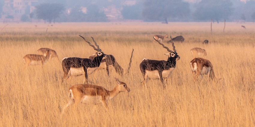 Blackbuck antelope in Ramsagar Wildlife Sanctuary, featuring the region's unique wildlife.