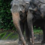 A picture depicting the elephant pair similar to the Rani Durgavati Wildlife Sanctuary