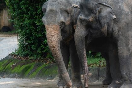 A picture depicting the elephant pair similar to the Rani Durgavati Wildlife Sanctuary