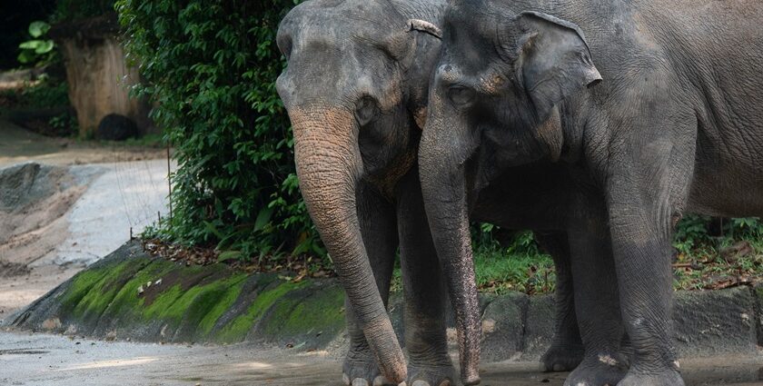 A picture depicting the elephant pair similar to the Rani Durgavati Wildlife Sanctuary