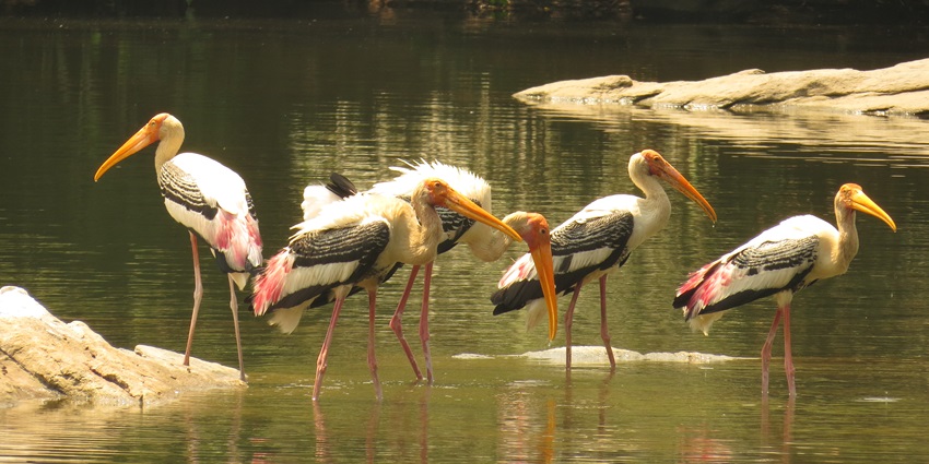 Painted stork at the Ranganathittu bird sanctuary - places to visit near Kabini Wildlife