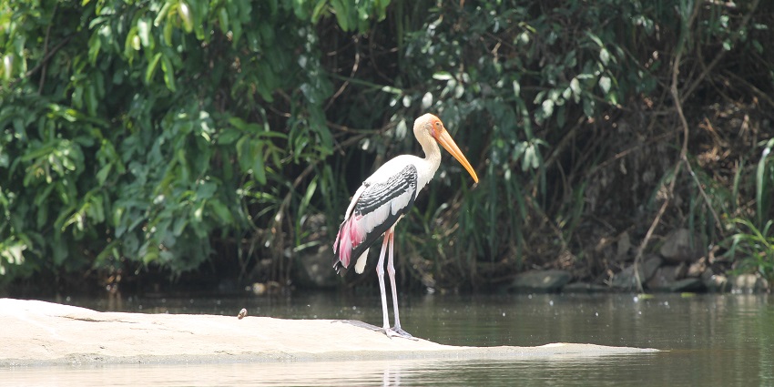 Get to see species like painted stork at Ranganathittu near Cauvery Wildlife Sanctuary.
