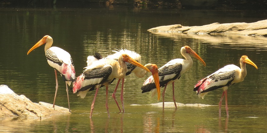 Ranganathittu is one of Karnataka's most well-known bird reserves on a river bank.