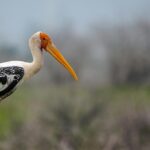 Visit some beautiful painted storks in a natural setting decked with lush greenery.