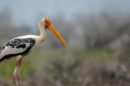 Visit some beautiful painted storks in a natural setting decked with lush greenery.