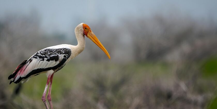 Visit some beautiful painted storks in a natural setting decked with lush greenery.