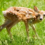 Image of a deer on a green leafed grass during daytime in Rangayyanadurga Wildlife Sanctuary