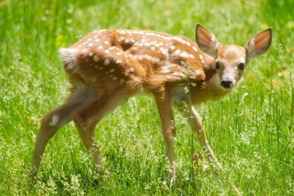 Image of a deer on a green leafed grass during daytime in Rangayyanadurga Wildlife Sanctuary