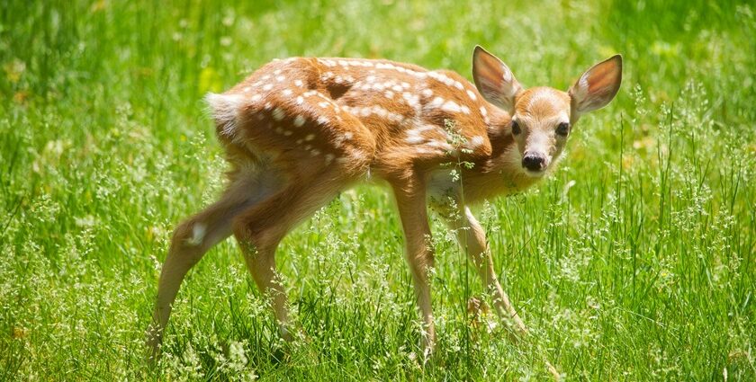 Image of a deer on a green leafed grass during daytime in Rangayyanadurga Wildlife Sanctuary