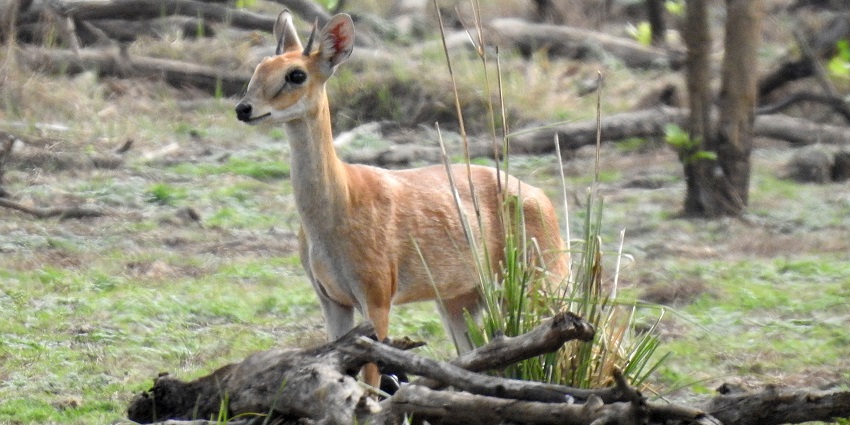 Four-horned antelope, one of the animals found in wildlife sanctuaries near Bangalore.