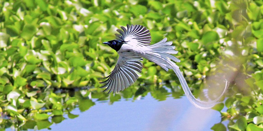 An image of an Indian Paradise Flycatcher (White morph) flying freely over a water body in Rani Durgavati Wildlife Sanctuary.