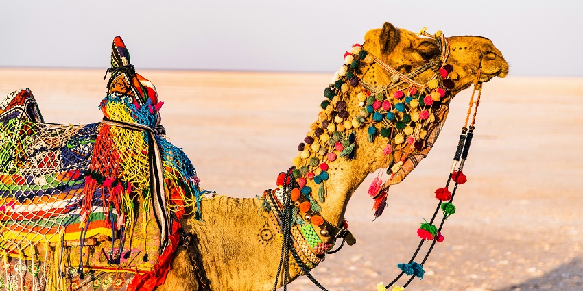 A breathtaking view of a camel styled with ornaments during the daytime in a desert.