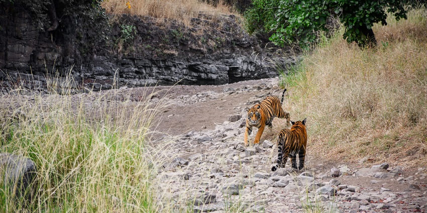 Witness diverse wildlife in Ranthambore - one of the places to visit in Rajasthan in August.