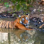 Discover Bengal tigers at Ranthambore Jungle safari resting in its natural habitat under the Tree