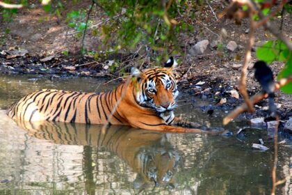 Discover Bengal tigers at Ranthambore Jungle safari resting in its natural habitat under the Tree