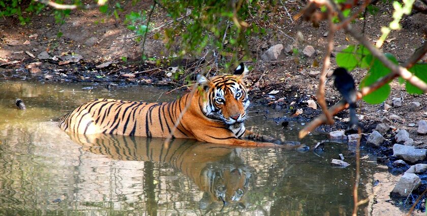 Discover Bengal tigers at Ranthambore Jungle safari resting in its natural habitat under the Tree