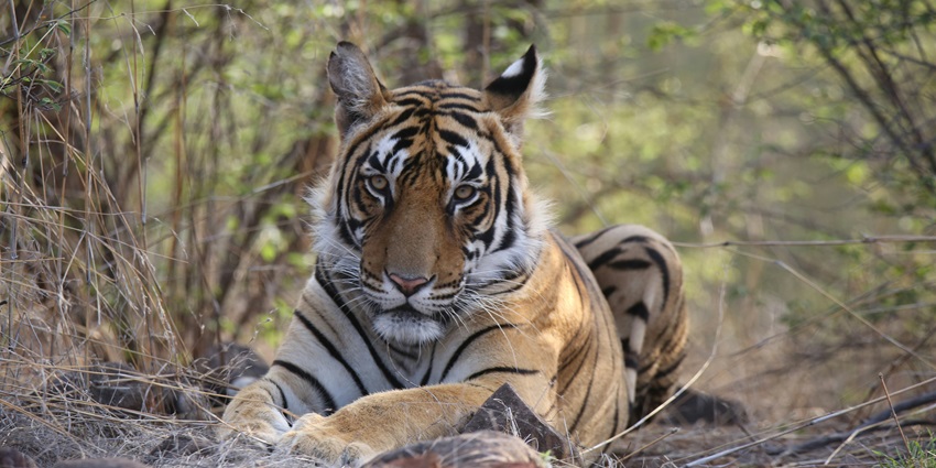 The Ranthambore National Park - one of the places to visit near Jaipur within 200 km.