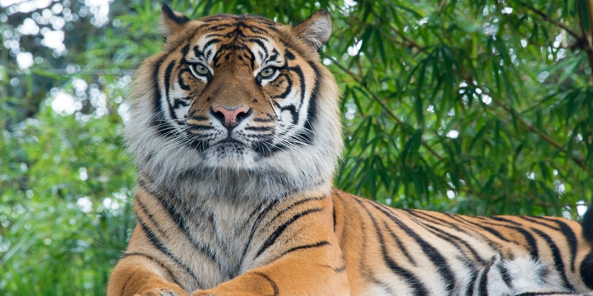 A view of a majestic Bengal Tiger at Ranthambore National Park along with other wildlife.
