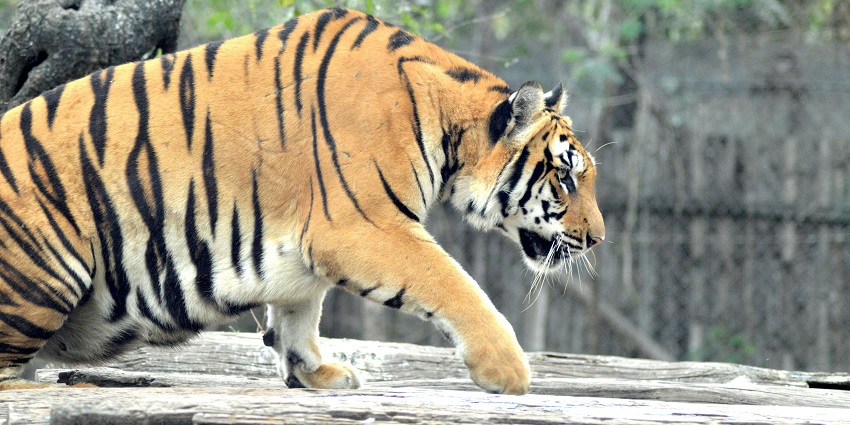 Spotting wildlife at Ranthambore National Park, one of the best things to do in Rajasthan