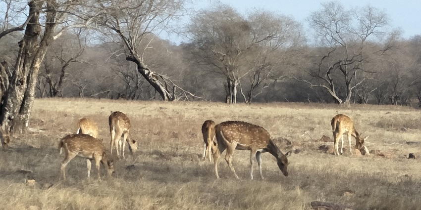 Ranthambore National Park is one of the most popular wildlife sanctuaries in Rajasthan.