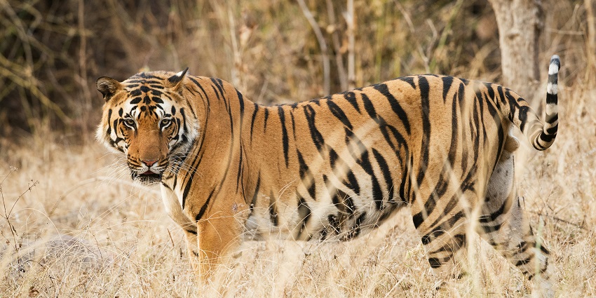 Tiger spotted at Ranthambore National Park, a prime spot for wildlife and nature lovers.